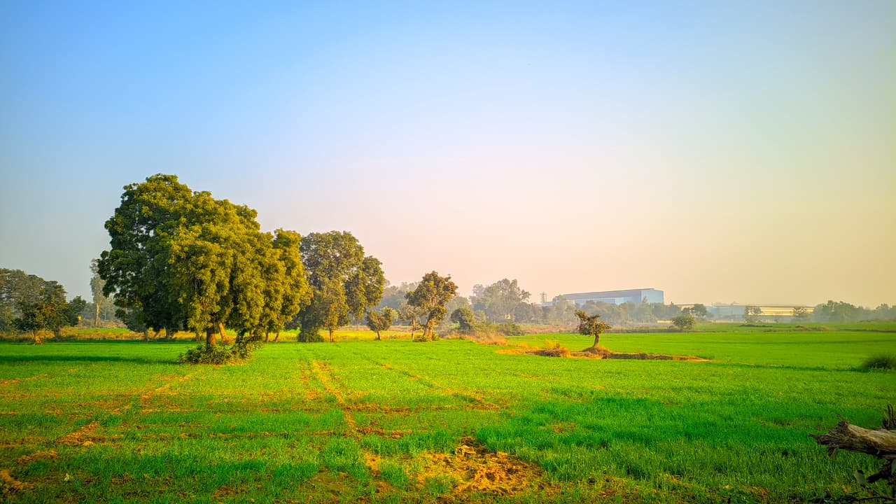 गोदनी बसाही के खेत